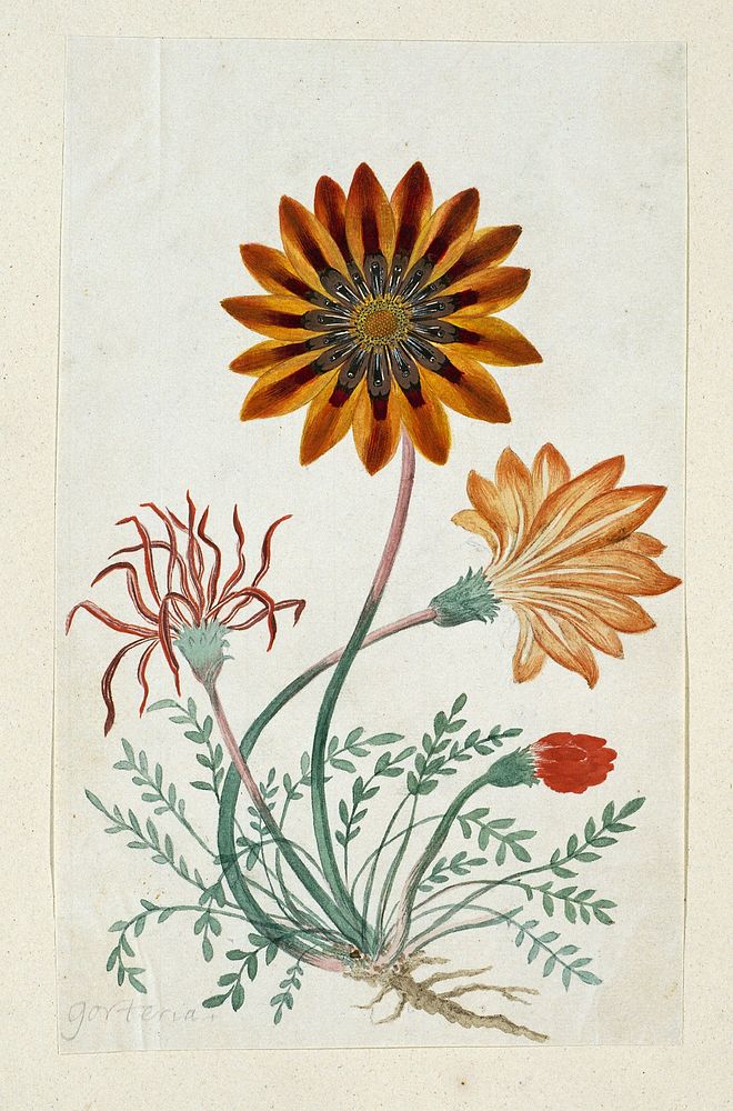 Gorteria diffusa (1777&ndash;1786) painting in high resolution by Robert Jacob Gordon.  