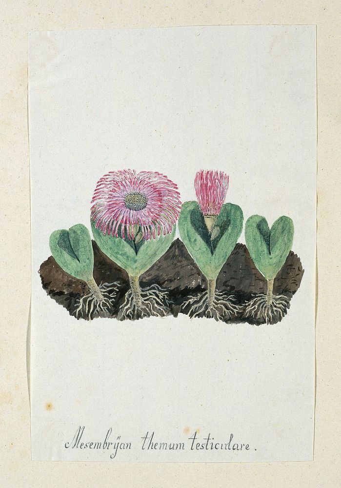 Mesembryanthemum testiculare (1777&ndash;1786) painting in high resolution by Robert Jacob Gordon.  