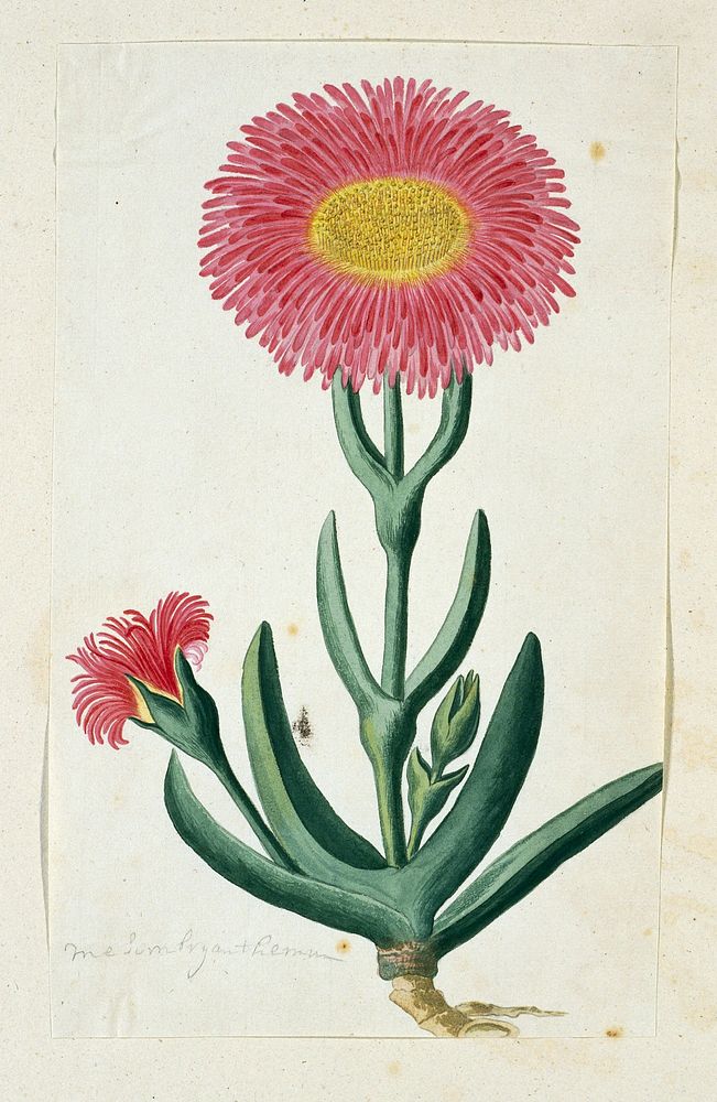 Carpobrotus quadrifidus L. Bolus (1777–1786) painting in high resolution by Robert Jacob Gordon.  