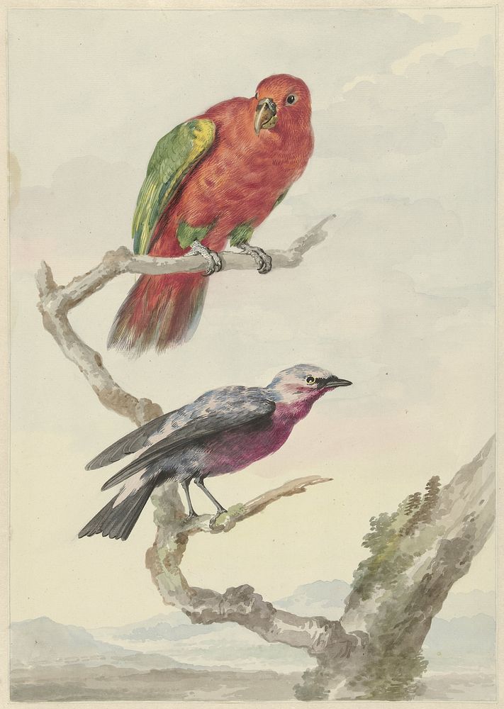 Twee vogels, waaronder een rood-groene papegaai (ca. 1720–1792) painting in high resolution by Aert Schouman.  