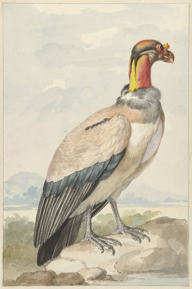 Koningsgier (Sarcoramphus papa) (1758) painting in high resolution by Aert Schouman. 