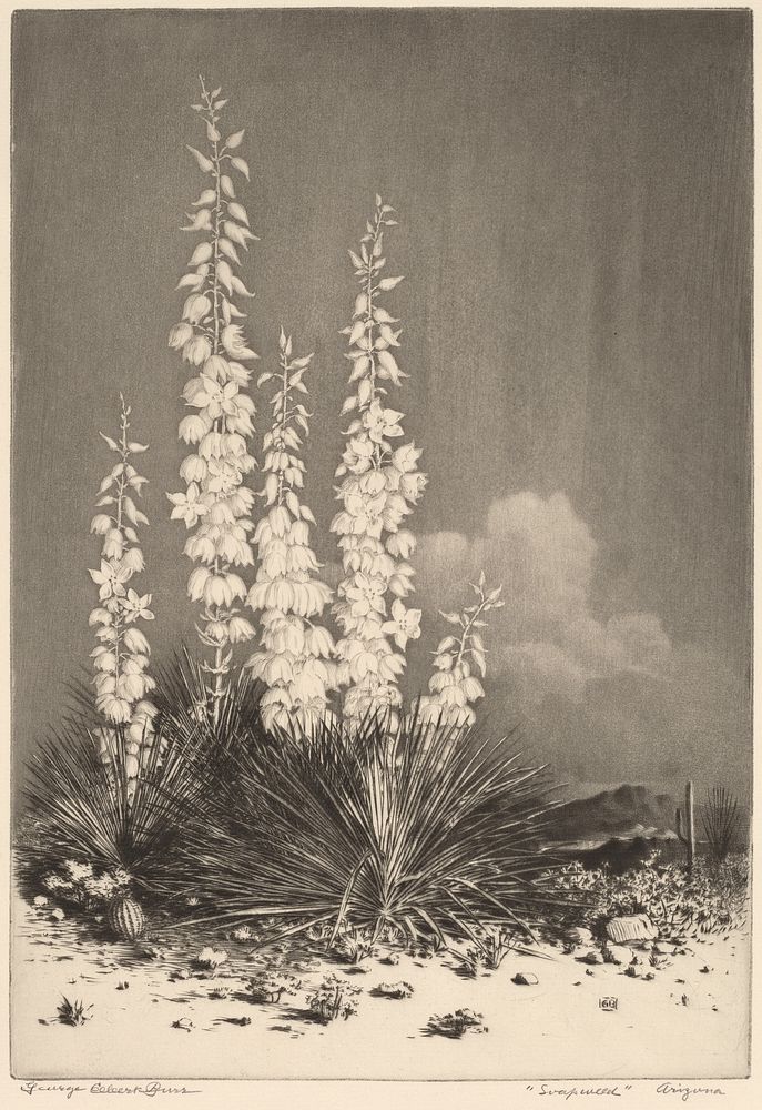 Soapweed, Arizona (ca. 1924) by George Elbert Burr.  