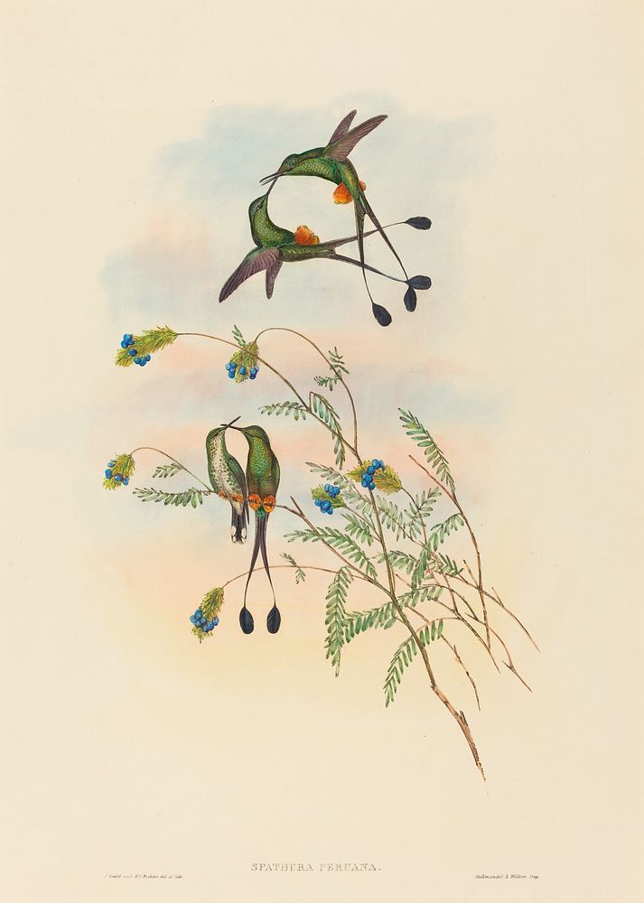Spathura peruana (Peruvian Racket-Tail) print in high resolution by John Gould (1804–1881) and Henry Constantine Richter…