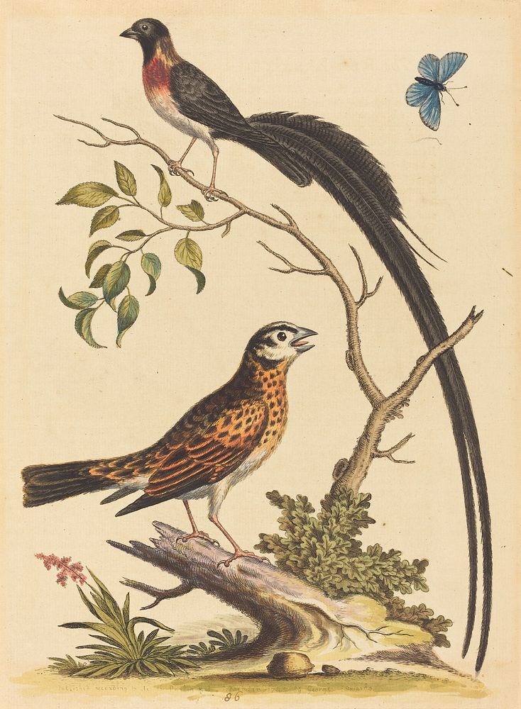 Two Birds, One with Very Long Tail feathers, and Blue Butterfly (1745) print in high resolution by George Edwards.  