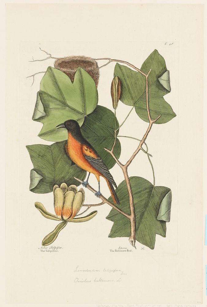 The Baltimore Bird (1731&ndash;1743) print in high resolution by Mark Catesby. Original from the Minneapolis Institute of…