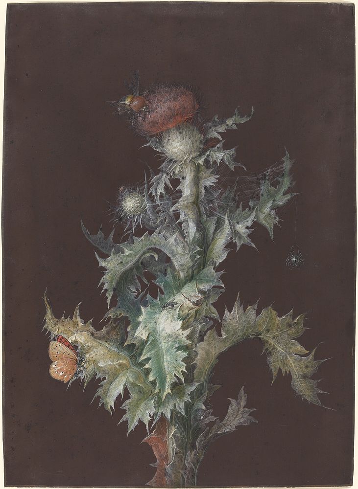 Thistle with Insects, c. 1755 by Johann Christoph Dietzsch.  