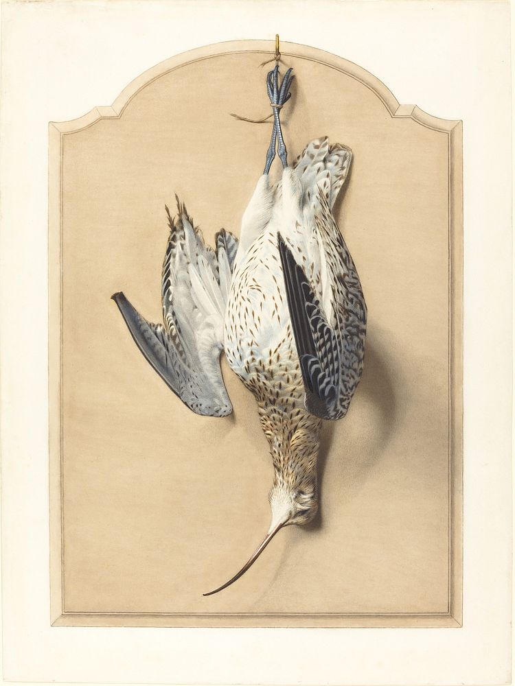 Trompe l'Oeil: A Curlew Hanging from a Nail (1850s) by édouard Traviès.  