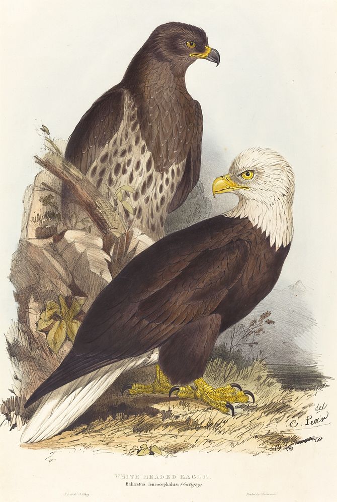 White Headed Eagle (Haliaetus leucocephalus) (1832&ndash;1837) print in high resolution by Edward Lear.  