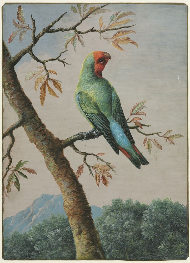 Bird Study painting in high resolution by George Edwards (1694-1773).  