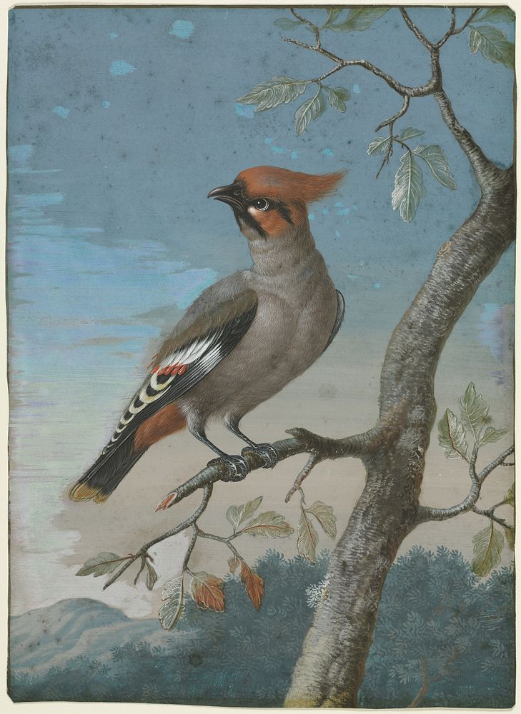 Bird Study painting in high resolution by George Edwards (1694-1773).  
