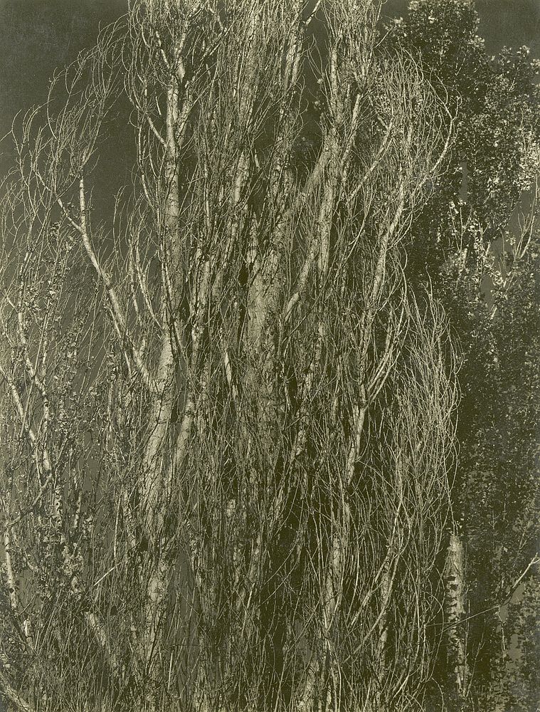 Poplars, Lake George (1932) photo in high resolution by Alfred Stieglitz. 