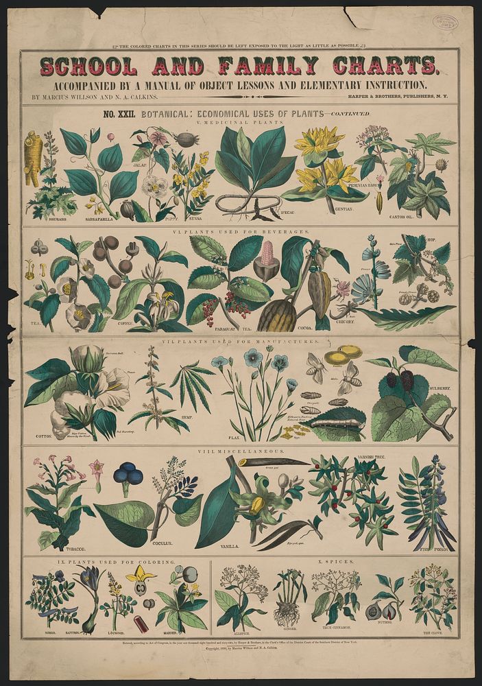 School and family charts, No. XXII. Botanical: economical uses of plants (1890) print in high resolution by Marcius Willson…