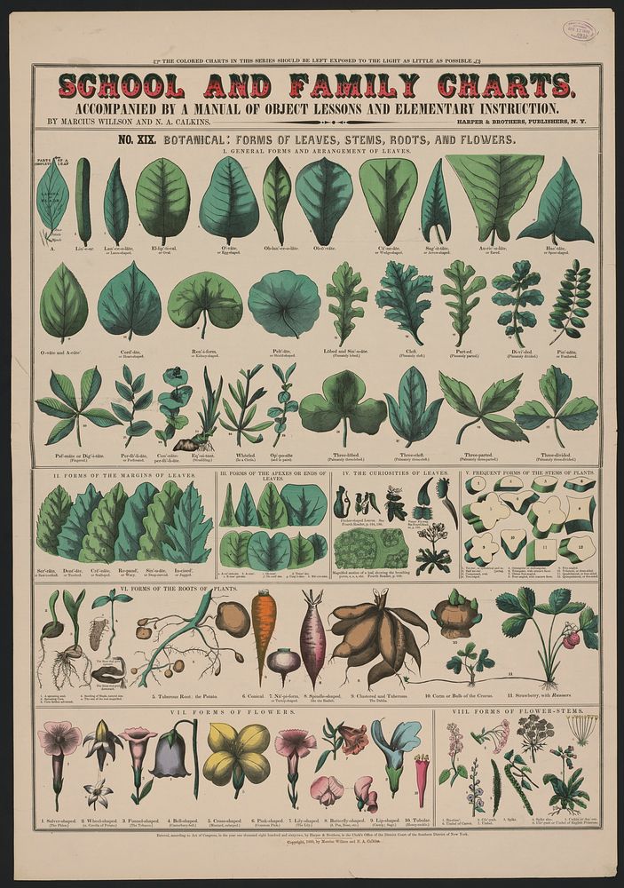 School and family charts, No. XIX. Botanical: forms of leaves, stems, roots, and flowers (1890) print in high resolution by…