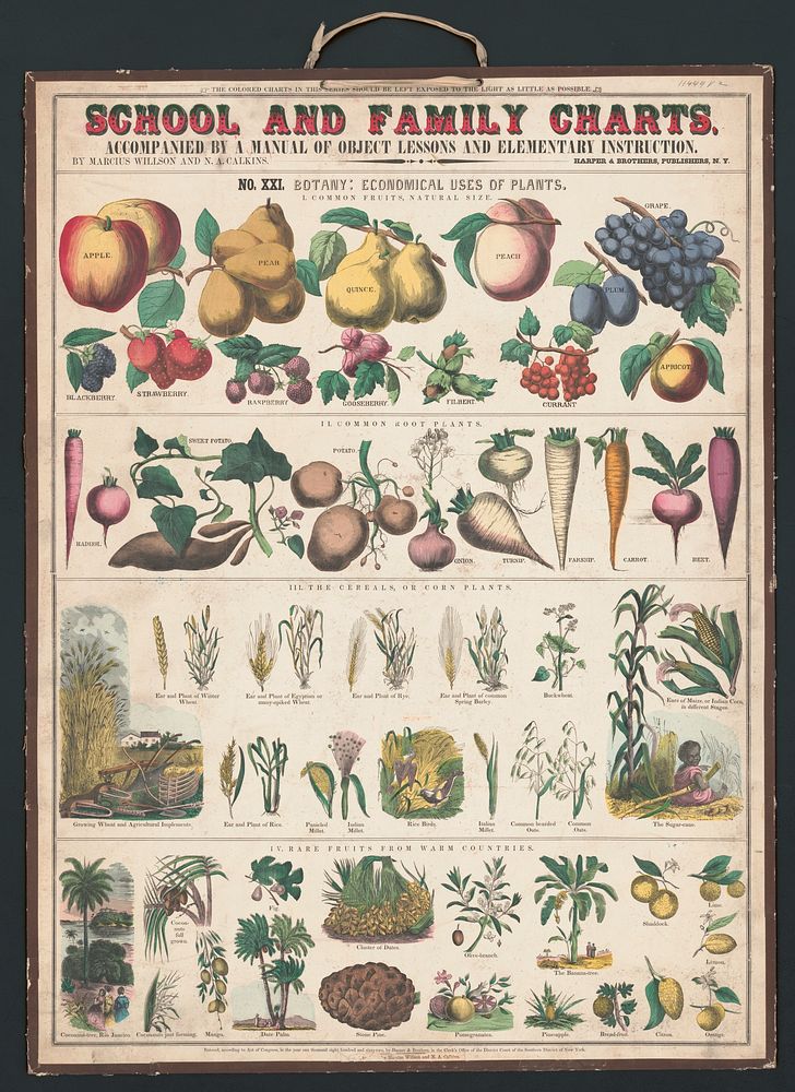 School and family charts, No. XXI. botanical: economical uses of plants (c.1890) print in high resolution by Marcius Willson…
