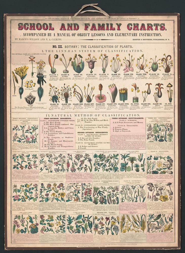 School and family charts, No. XX. botanical: forms of leaves, stems, roots, and flowers; botany; the classication of plants…