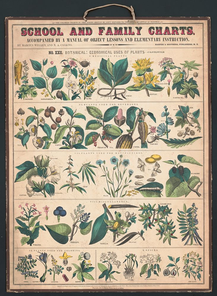 School and family charts, No. XXII. botanical: economical uses of plants (c.1890) print in high resolution by Marcius…