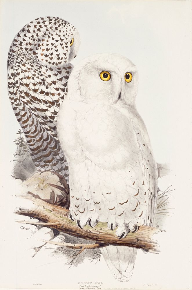 Snowy Owl (ca. 1832&ndash;1837) print in high resolution, by John Gould, Edward Lear and Charles Joseph Hullmandel.  