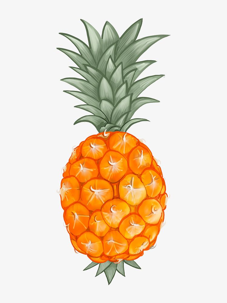 Tropical pineapple illustration, fruit drawing 