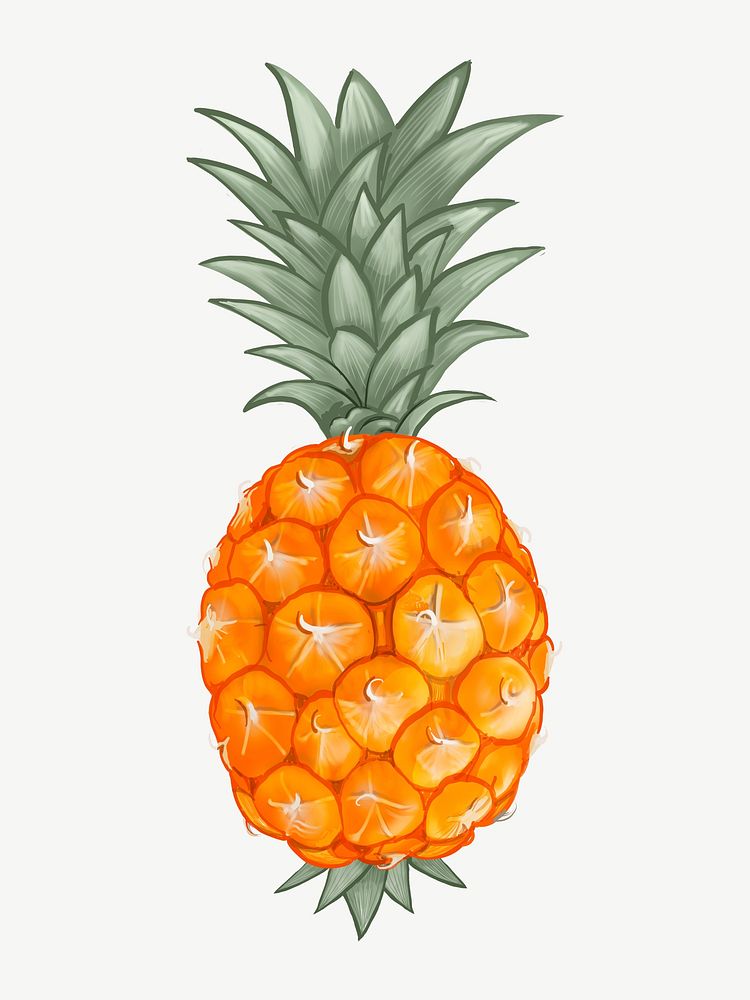 Whole fresh tropical pineapple illustration illustration collage element psd
