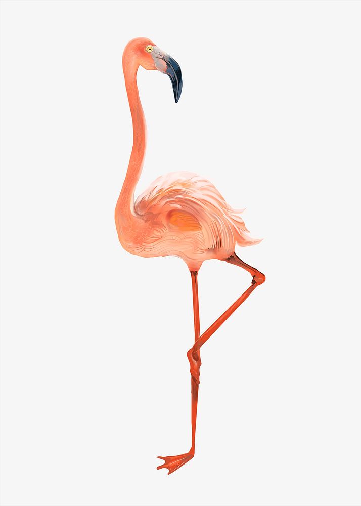 Pink flamingo illustration, animal design 
