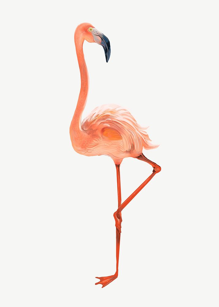 Flamingo animal illustration collage element psd