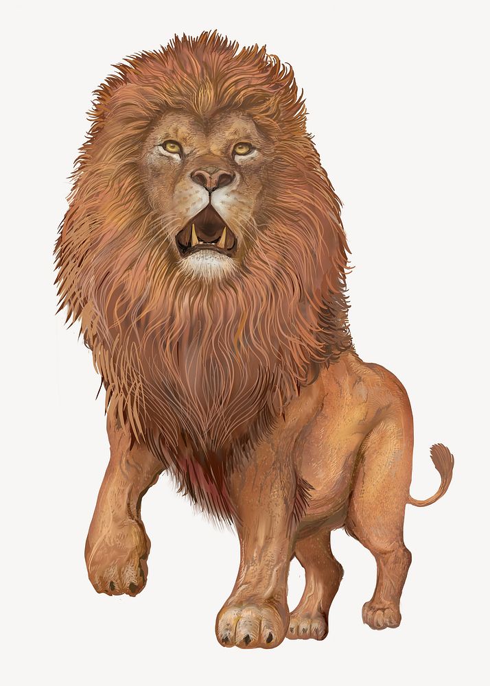 Roaring lion  illustration, wild animal