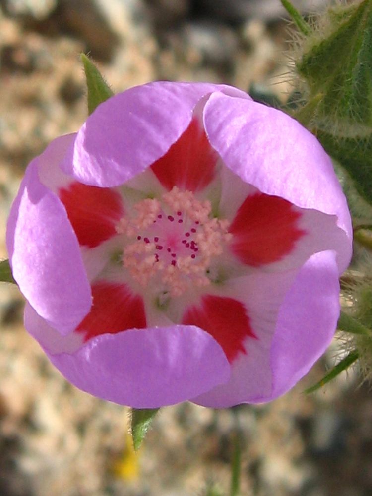 Desert fivespot flower 
