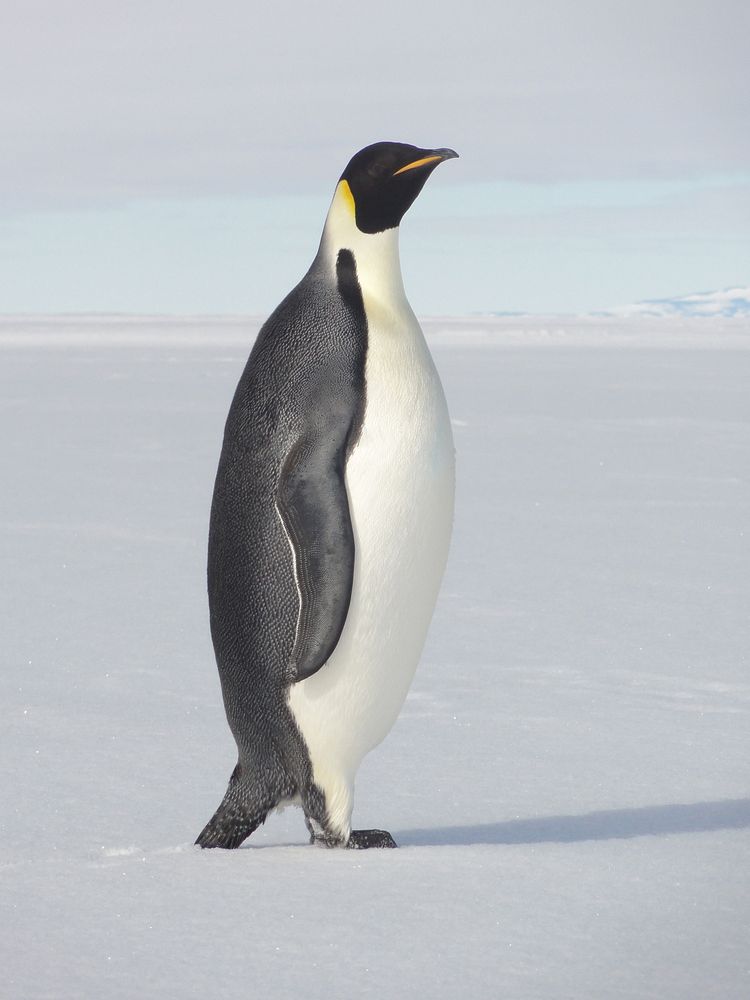 Emperor penguin, Arctic animals. Original public domain image from Flickr