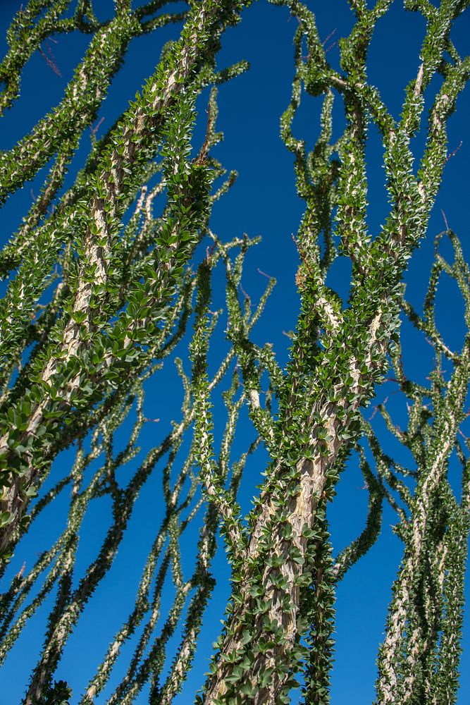 Ocotillo with leaves