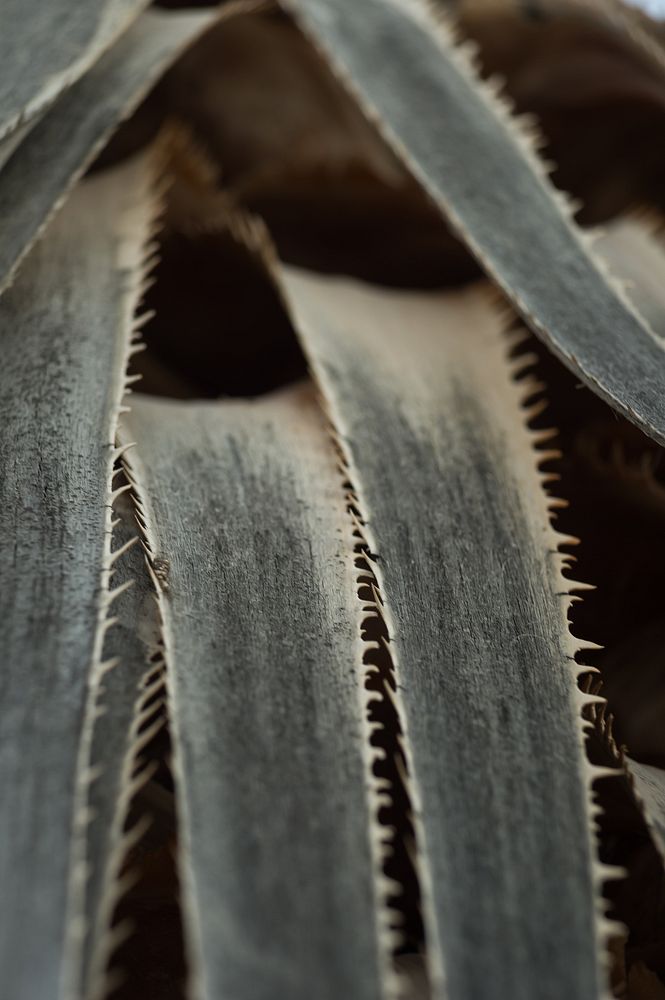 Desert plant leaf closeup