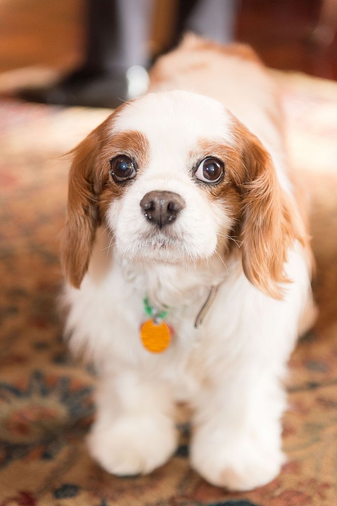 Cute dog, fluffy pet. Original public domain image from Flickr