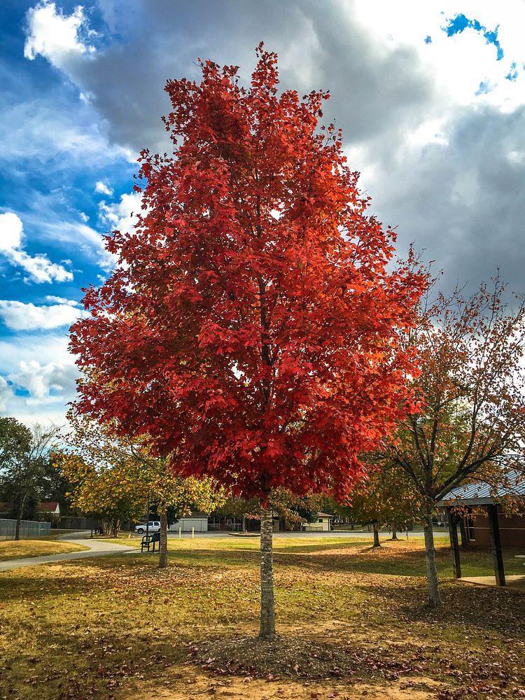 Autumn tree. Original public domain image from Flickr