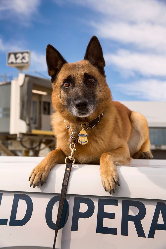 A dog with the U.S. Customs and Border Protection Office of Field Operations poses for portraits in Philadelphia, Pa.…