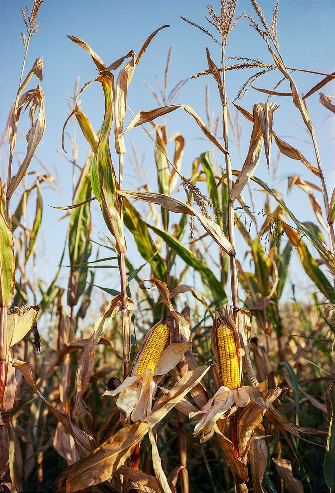 Corn field, harvesting crops. Original public domain image from Flickr 