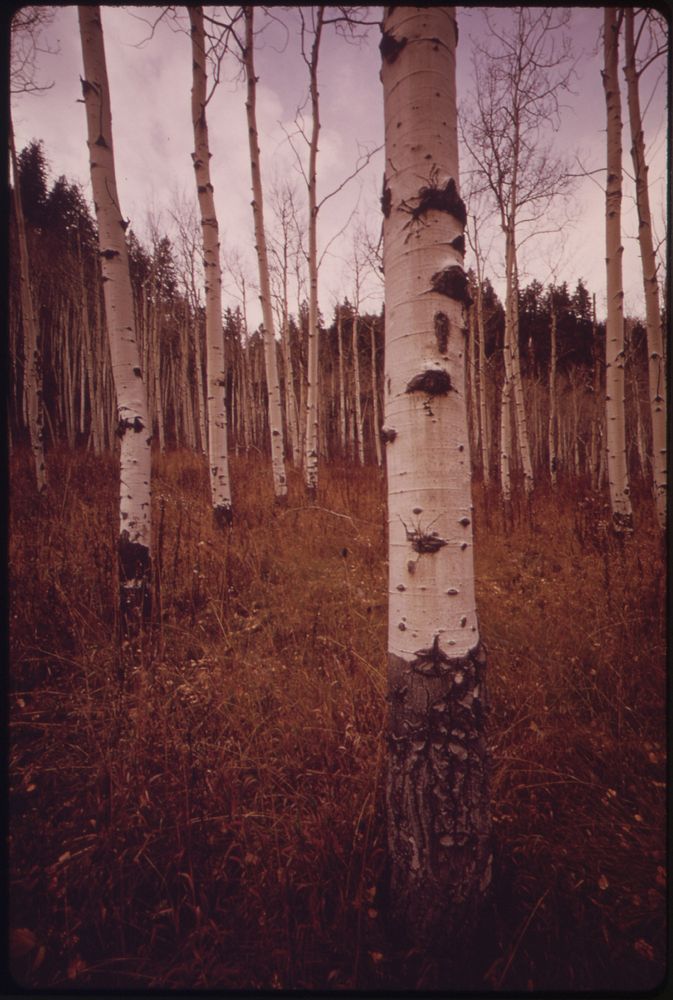 Aspen Trees Along East Rifle Creek, 10/1972. Original public domain image from Flickr