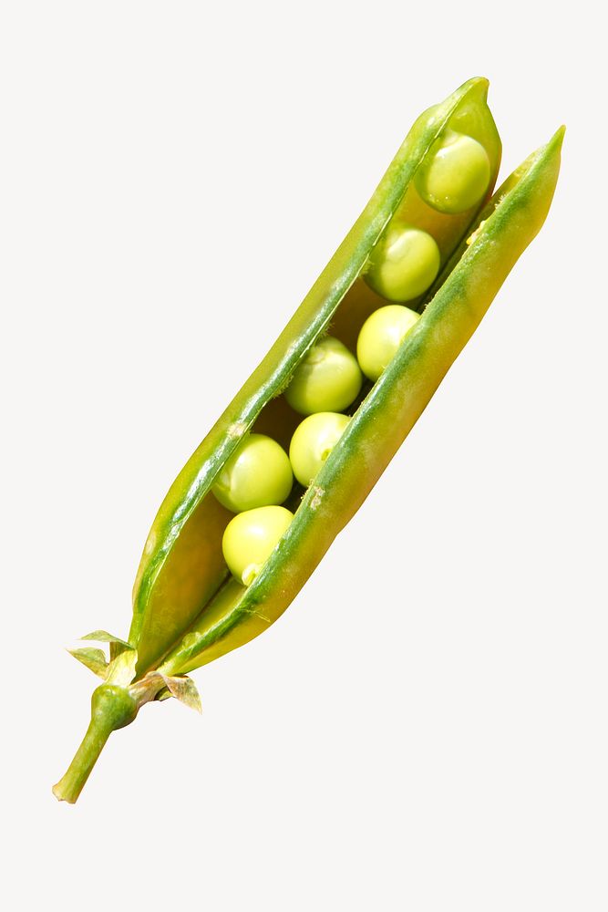 Pea vegetable, food isolated design