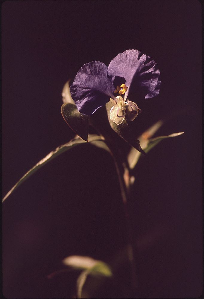 Purple flowers. Original public domain image from Flickr