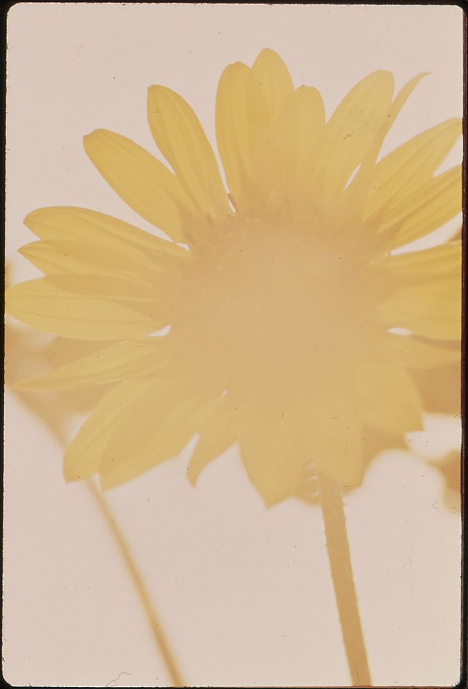 Sunflower. Original public domain image from Flickr