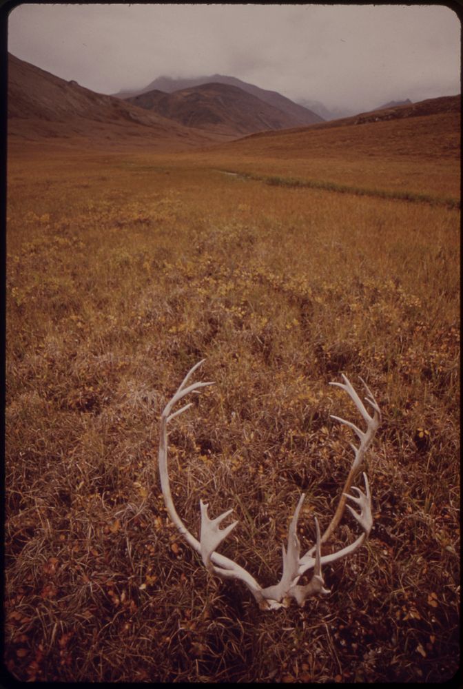 A Caribou Rack Lying at the Foot of the Hill Which Is the Site for Pump Station. Original public domain image from Flickr