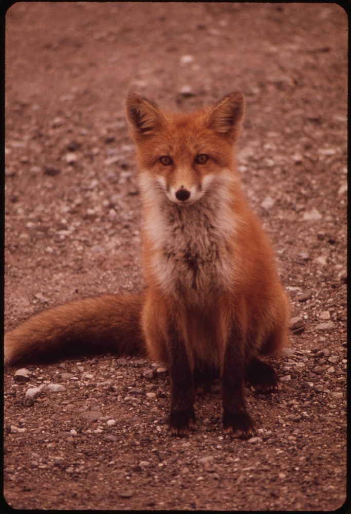 Young Female Fox near Galbraith Lake Camp. Original public domain image from Flickr