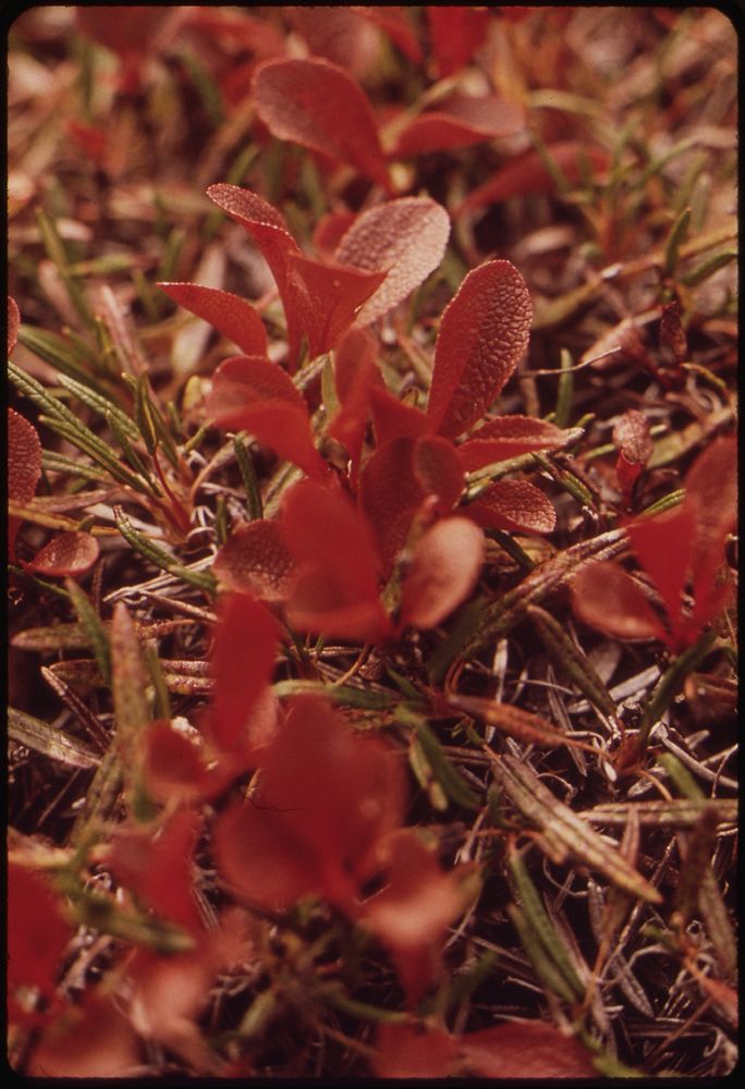 Typical Tundra Vegetation. Original public domain image from Flickr