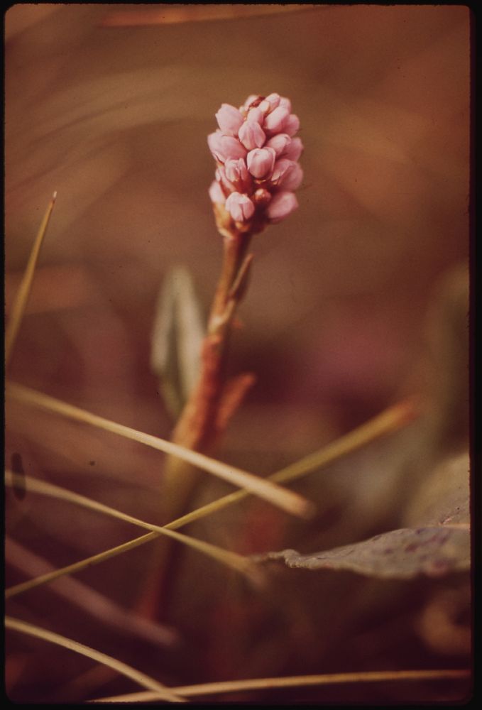 Bloodwort, a Common Wildflower Along the Pipeline Route. Original public domain image from Flickr