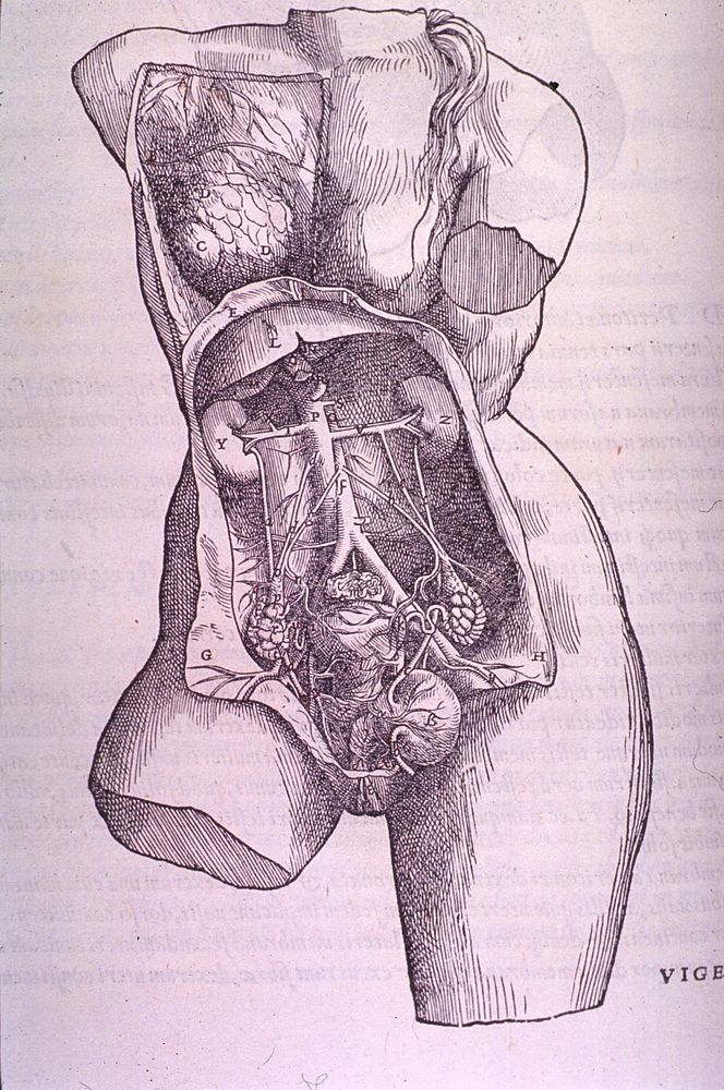 Gastrointestinal and Reproductive System Plate.Original public domain image from Flickr