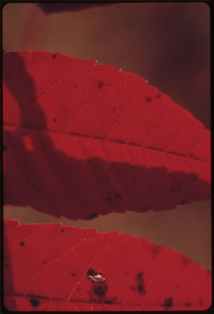 Closeup of Bright Red Sumac Leaves Growing in Johnson County Kansas near Kansas City. It Is a Typical Plant of Tallgrass…