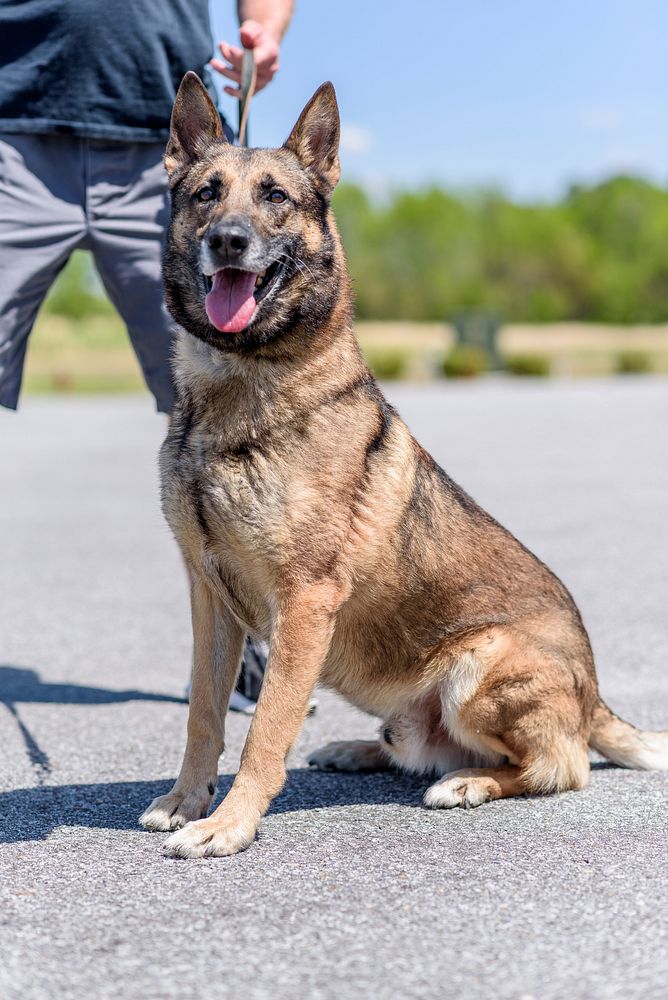 German Shepherd dog