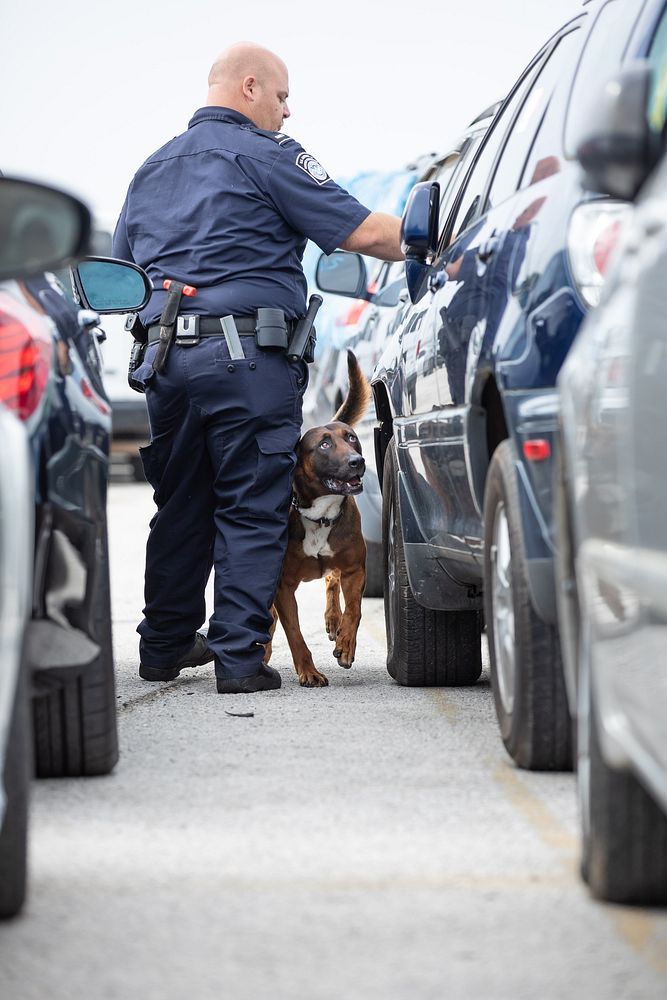 Canine handler inspects vehicles at the Area Port of Jacksonville, Florida