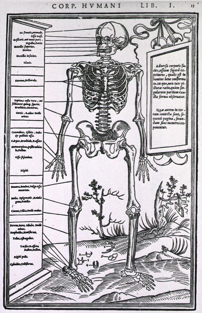 Anatomy of a skeleton. Full length, front view of a human skeleton. Original public domain image from Flickr