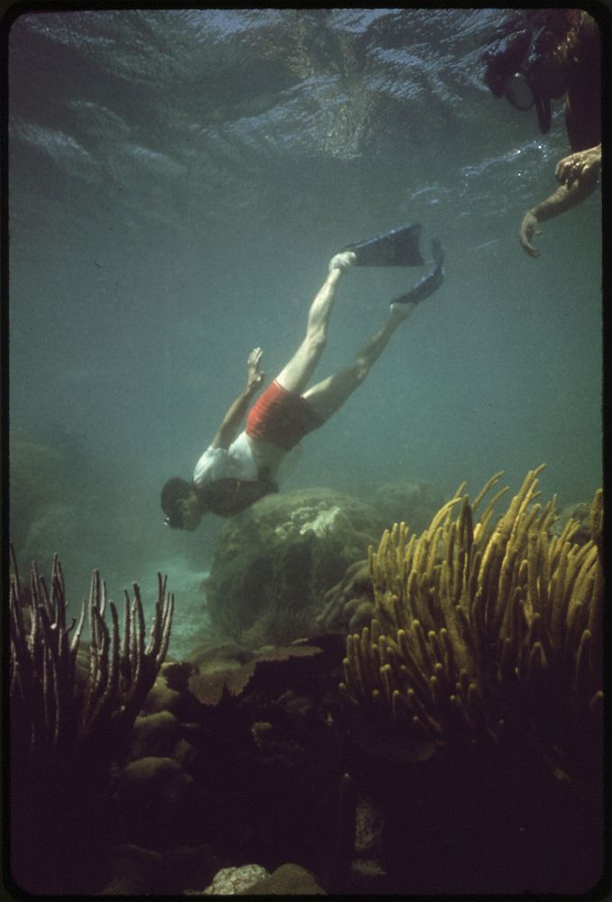 Snorkeler Observes the Coral and Sea Life at the John Pennekamp Coral Reef State Park near Key Largo. Water Clarity Has…