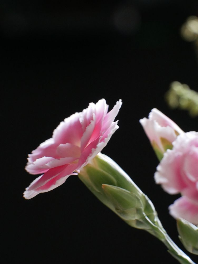 Pink carnation flower. Original public domain image from Flickr
