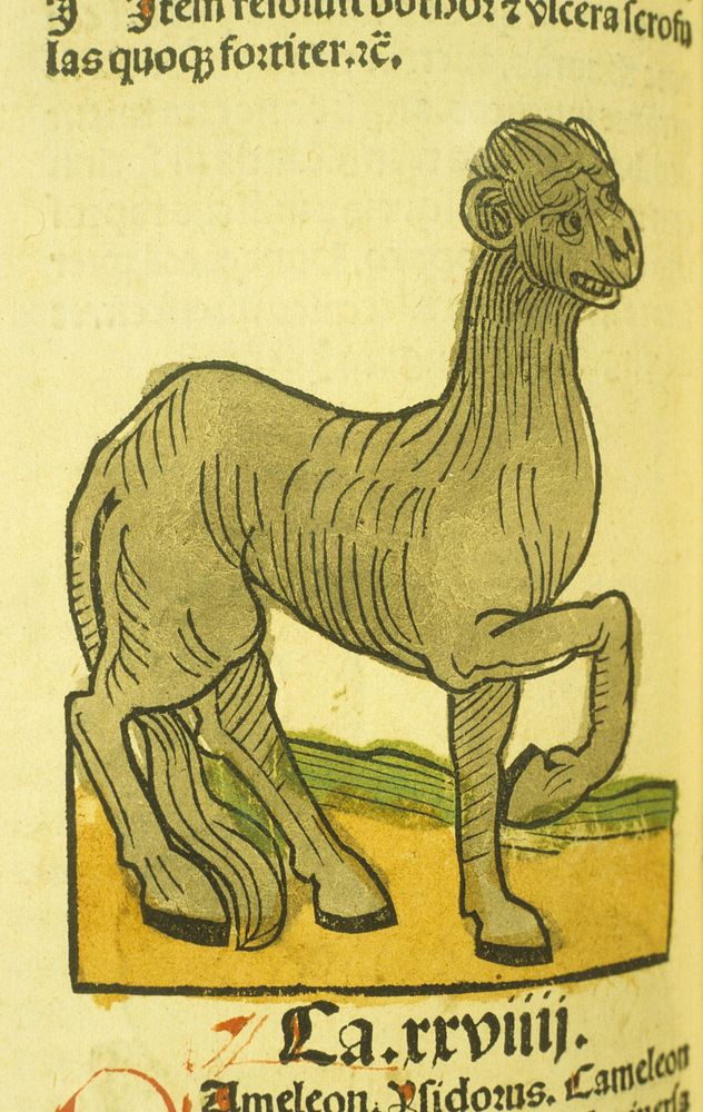 CamelonPublication: [Mainz : Jacob Meydenbach, 23 June 1491]Hand-colored woodcut of the animal. Original public domain image…